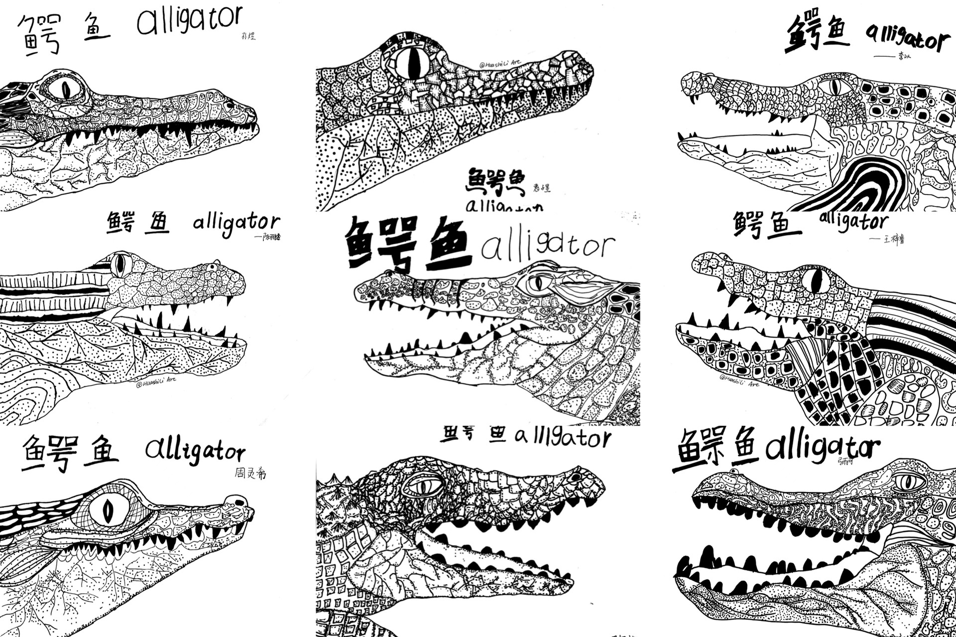 鳄鱼线描图片图片