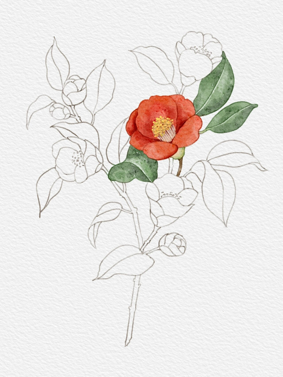 水彩花卉临摹~山茶花过程图|附大图线稿96