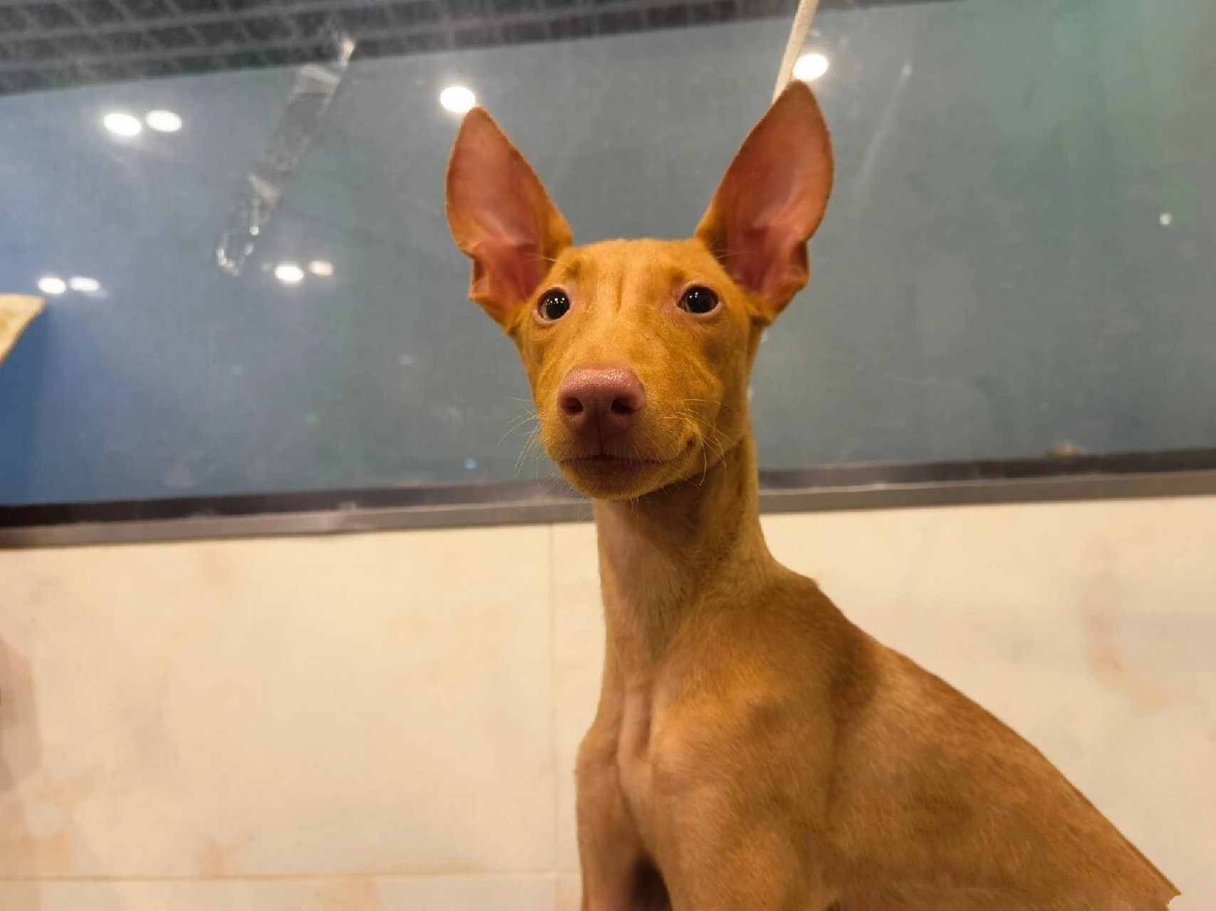 法老王猎犬 纯红色的法老王妹妹的确非常的迷人.