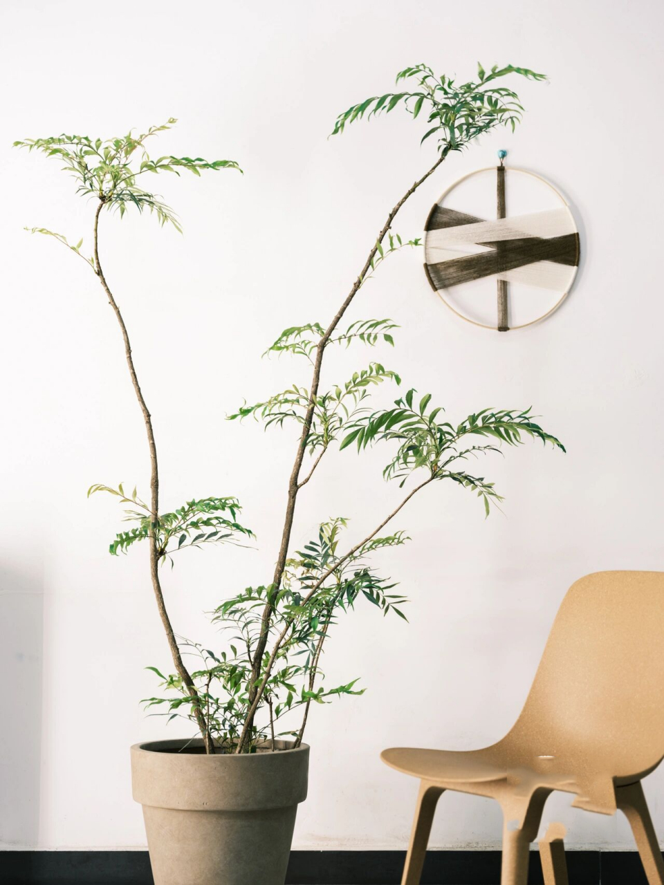 哇,这就是十大功劳绿植呀!