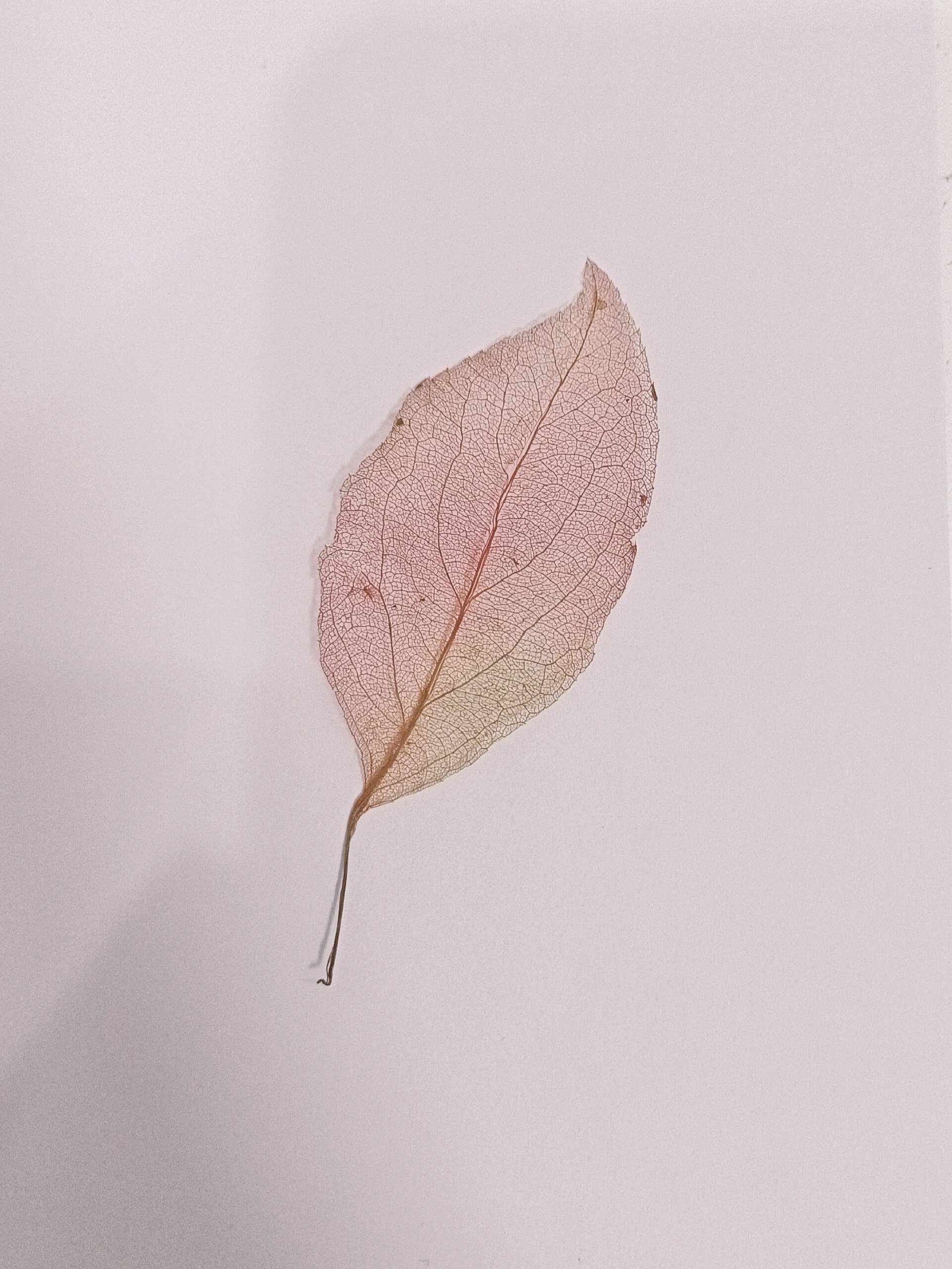 叶脉书签‖染卡染叶初体验 九月到啦,叶落缤纷,捡几片你爱的叶子,染