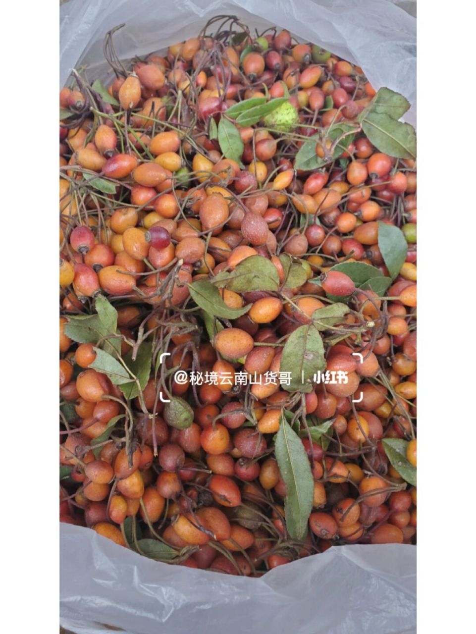 无刺金樱子,你见过吗 好多人只有简单的认为这只是一种野果,其实,这个