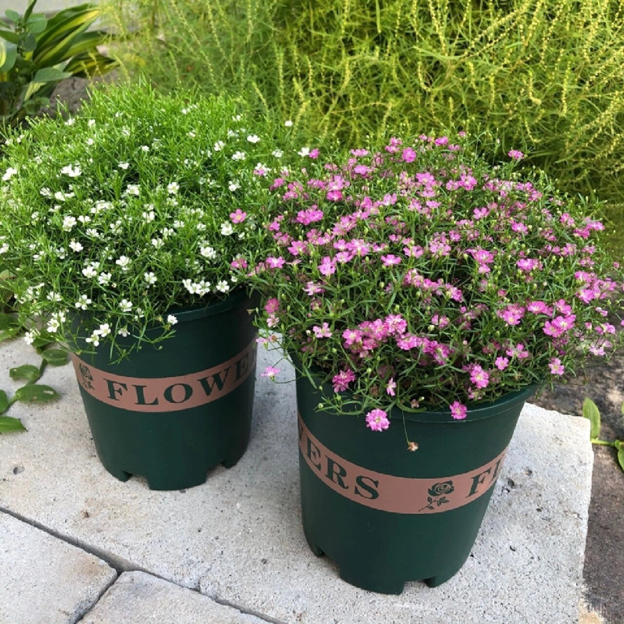 花境植物第179弹——吉普赛满天星 吉普赛满天星是石竹科石头花属的