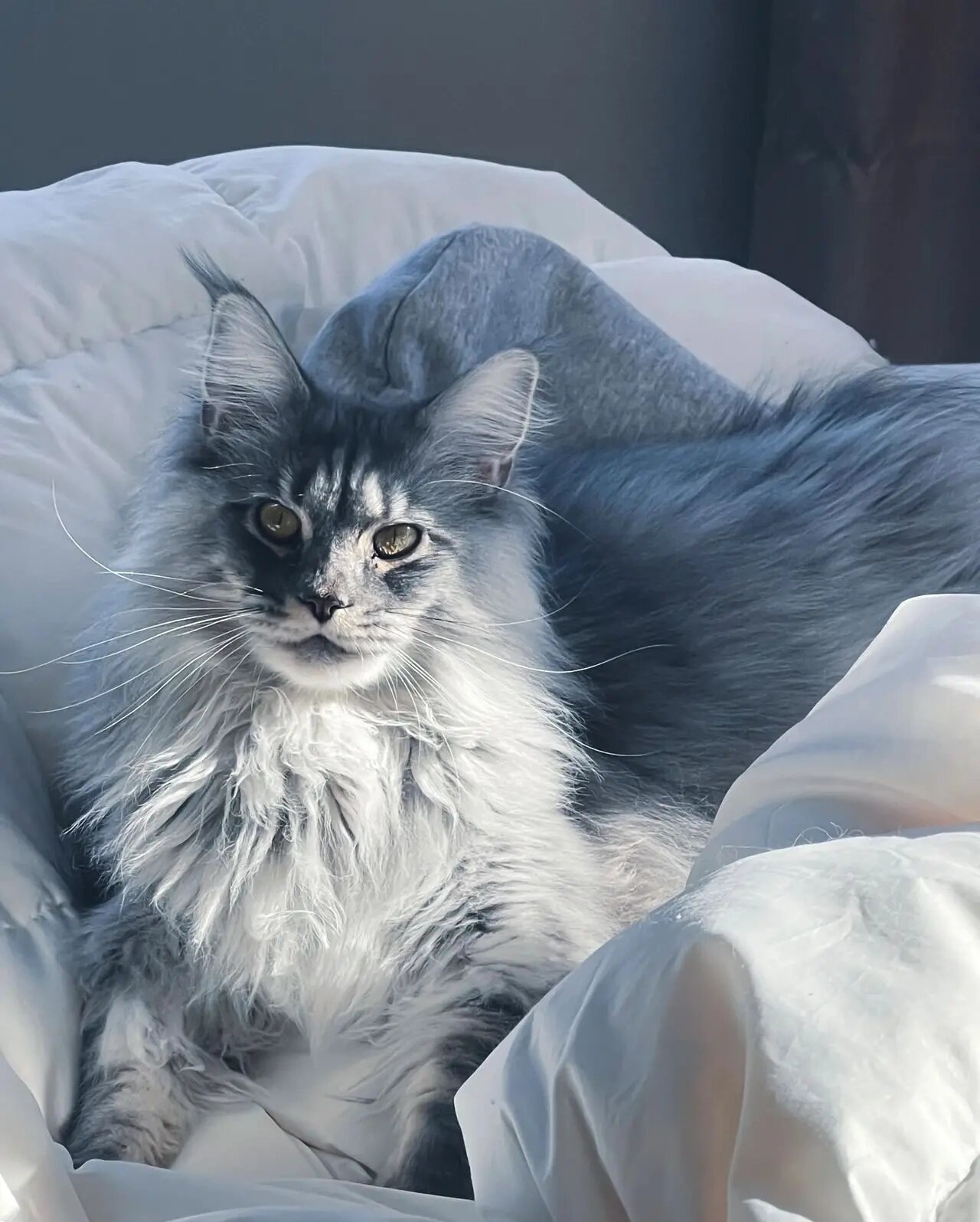 这就是传说中的酷喵吗 哇 好帅气的猫咪啊 缅因猫的特点如下:
