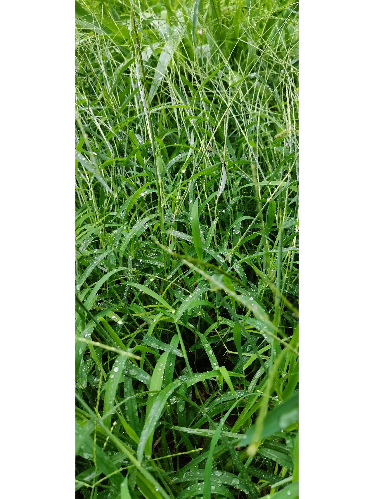 马唐草~ 小时我们把这种草叫抓地龙,甭管是玉米地,烟叶地,还是西瓜地