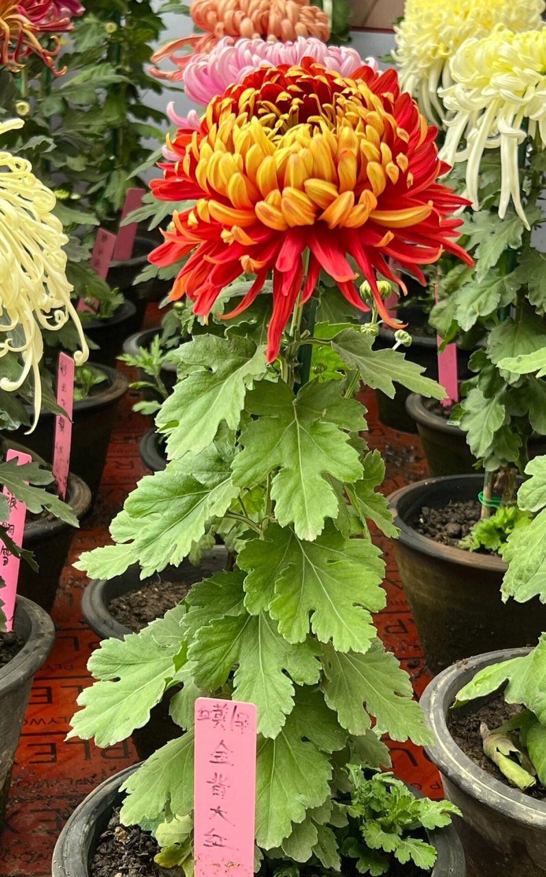 菊花|金背大红 88. 金背大红.