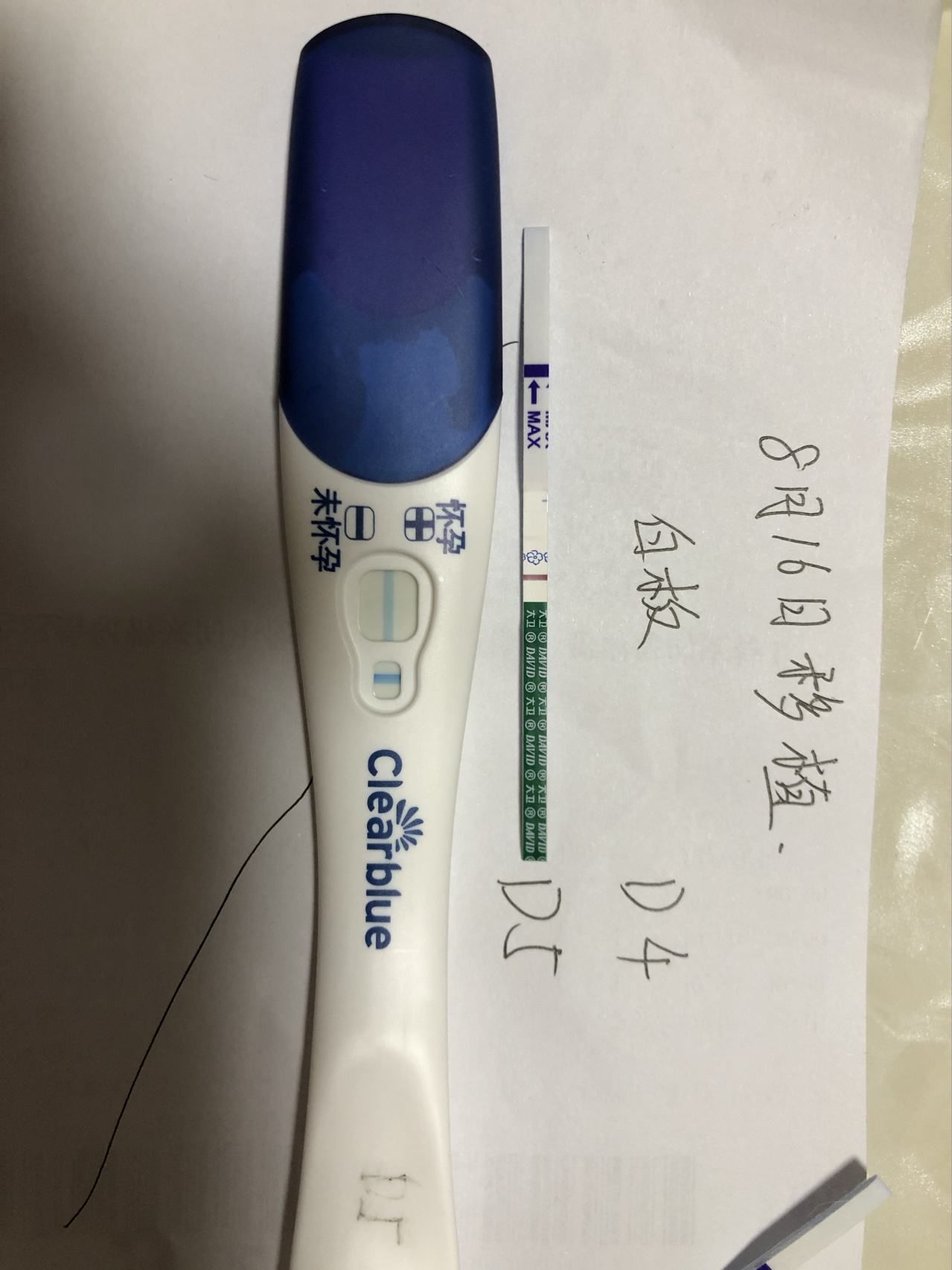 移植囊胚48小时的状态(囊胚移植48天的注意事项)