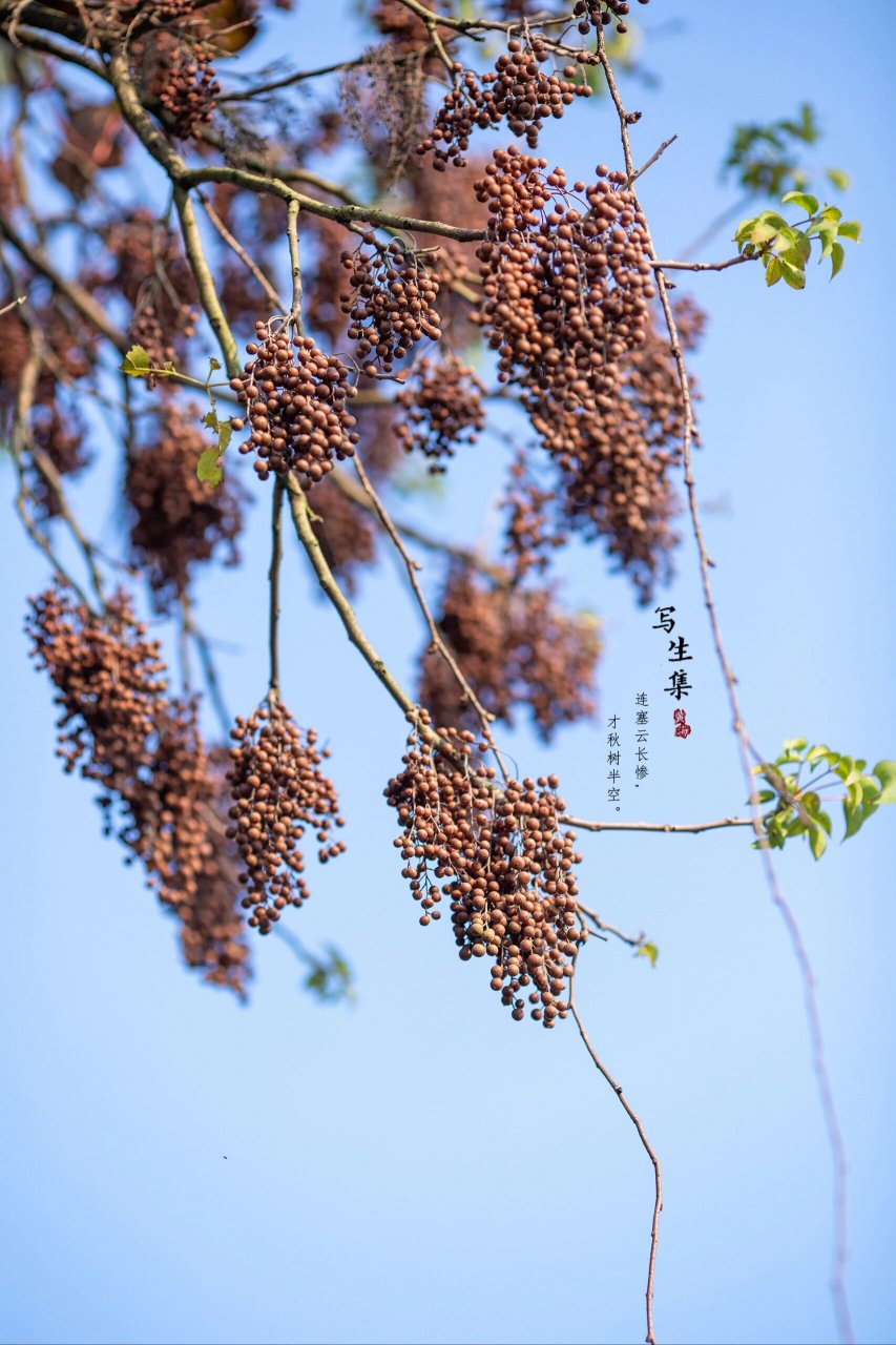 重阳木树图片图片