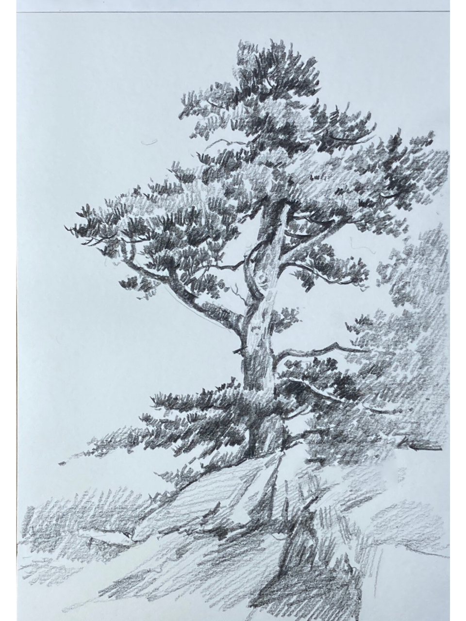 风景素描|简单步骤画一棵松树 2b起形抓外轮廓形 从下至上(从上往下也