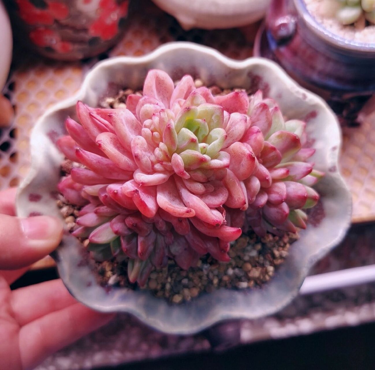 多肉沙恩布莱德 也叫帕提提,兽哥管它叫塔帕帕,不管是啥,是我的菜00