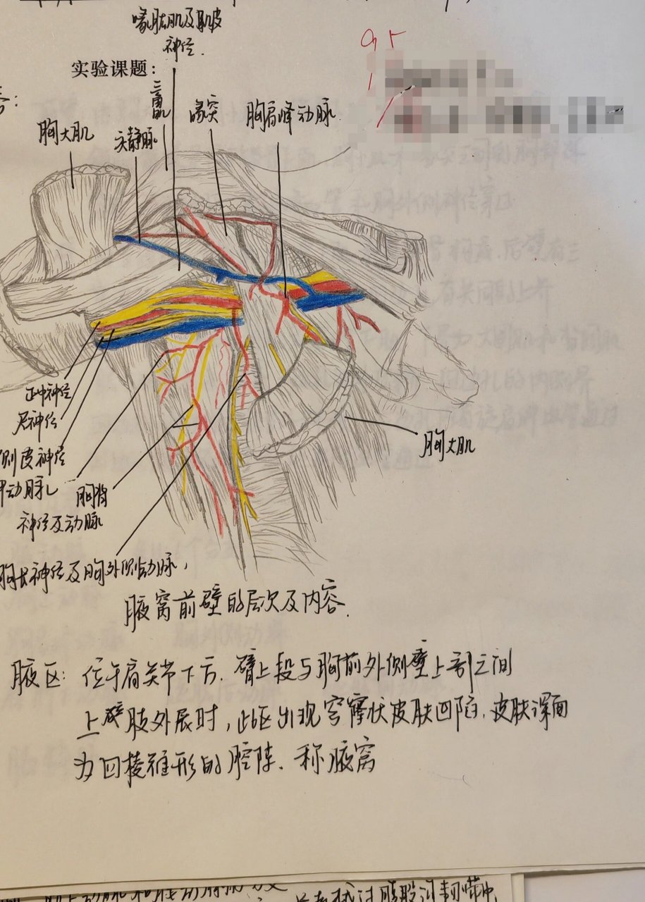 腋窝肌肉解剖图图片