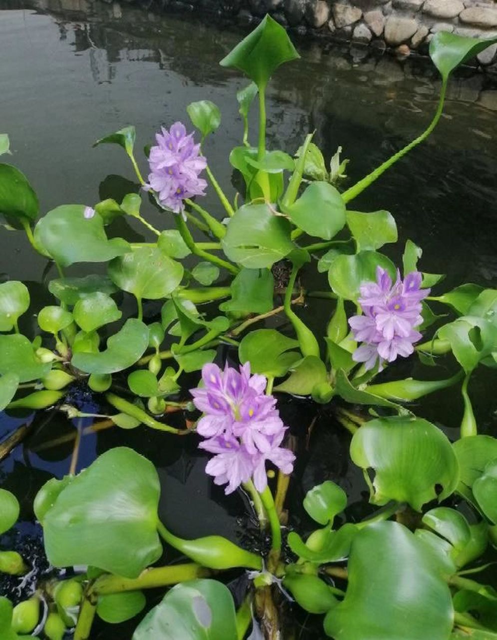 物种合肥|水葫芦 9603水葫芦 水葫芦学名凤眼蓝在原产地巴西,20世纪