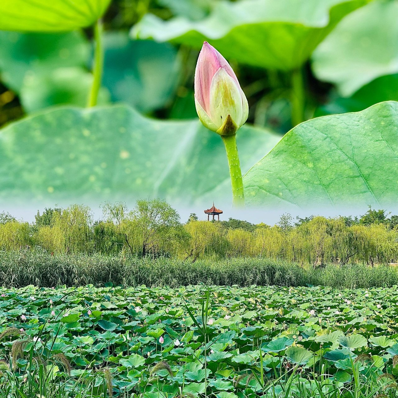 马踏湖-家门口的湿地公园 可以说是北国江南 一点不过分 天然湿地湖