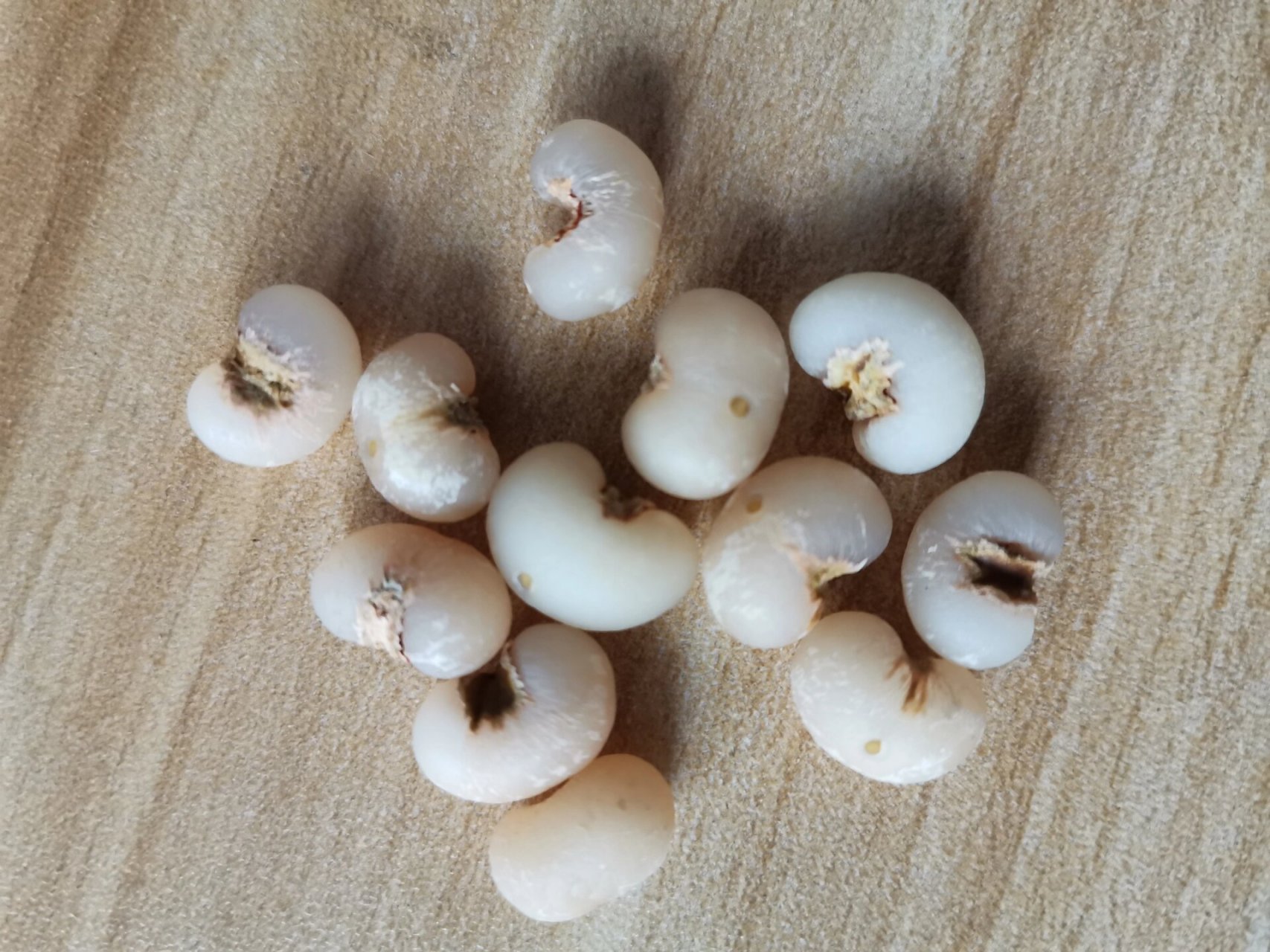 捡完无患子又来搞棕榈树种子,这个太难搞,剥皮剥的99费了,挺磨性子