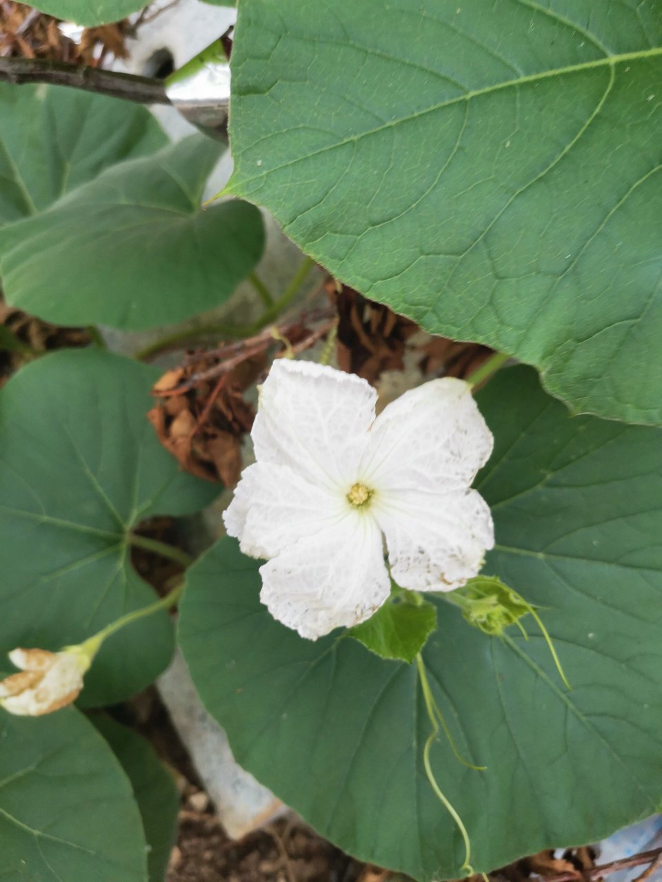 手捻葫芦植株图片