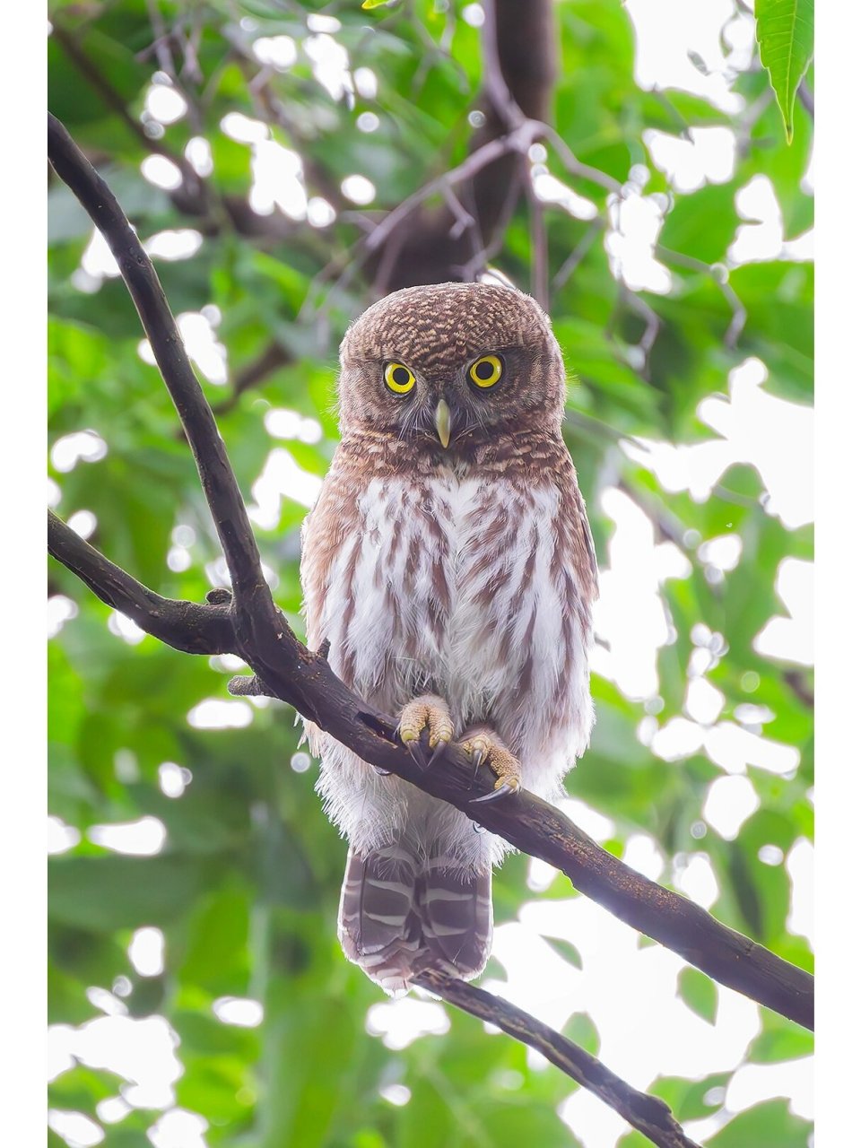 广州流花湖公园观鸟|大眼萌的斑头鸺鹠 跟拍了一个下午,猫头鹰飞到