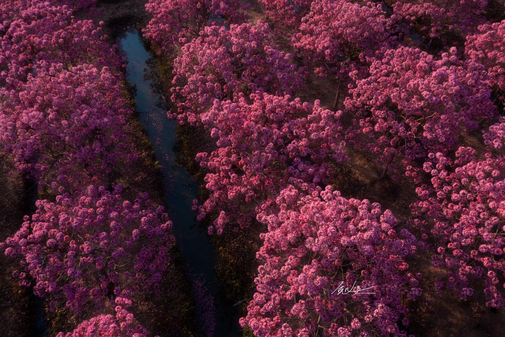 不能错过的紫花风铃木花海!详细定位在p7