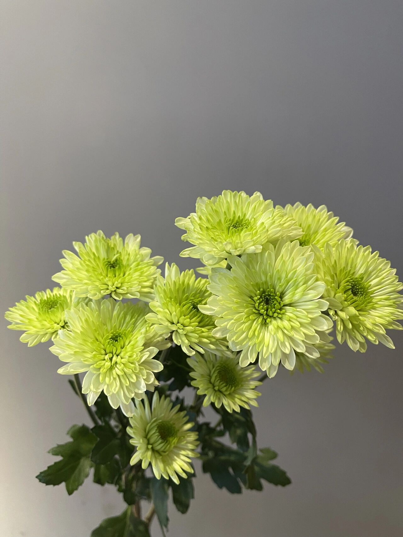 每日识花 绿可可小菊,也叫布鲁诺绿 小雏菊的花语是"天真,和平,希望