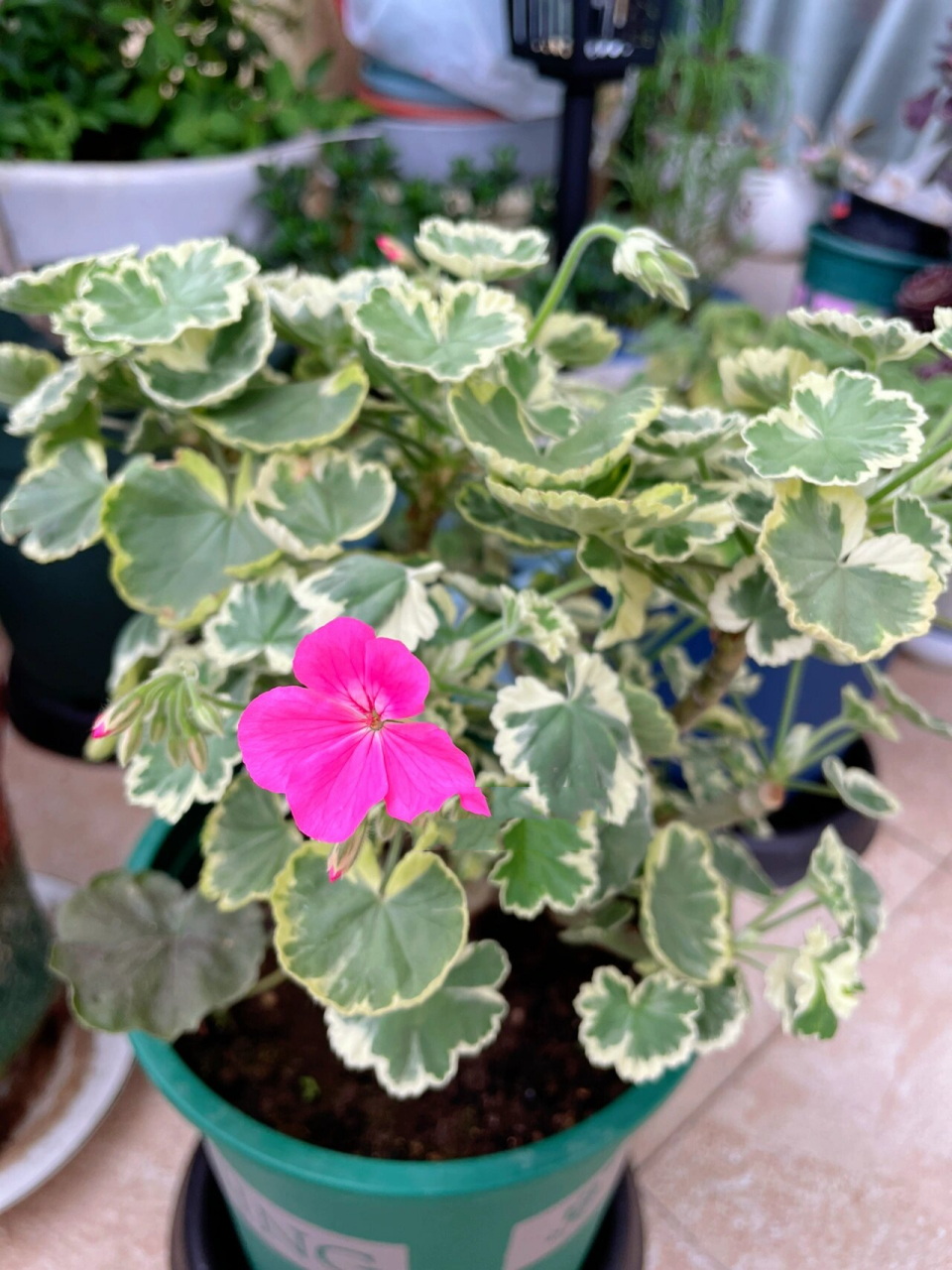 阳台花园|银边天竺葵 这一盆是邻居家没养好,放来我家抢救的,刚拿来的