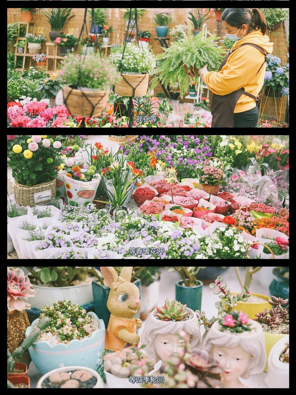 石家庄花鸟鱼虫市场|石家庄周末免费游 肖家营花卉市场很大,大棚内很