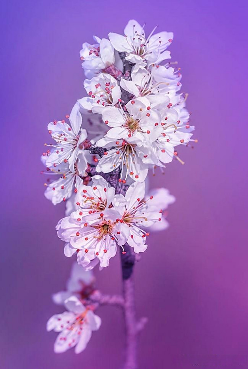 【微距花卉摄影作品】 摄影师:fabrizio daminelli