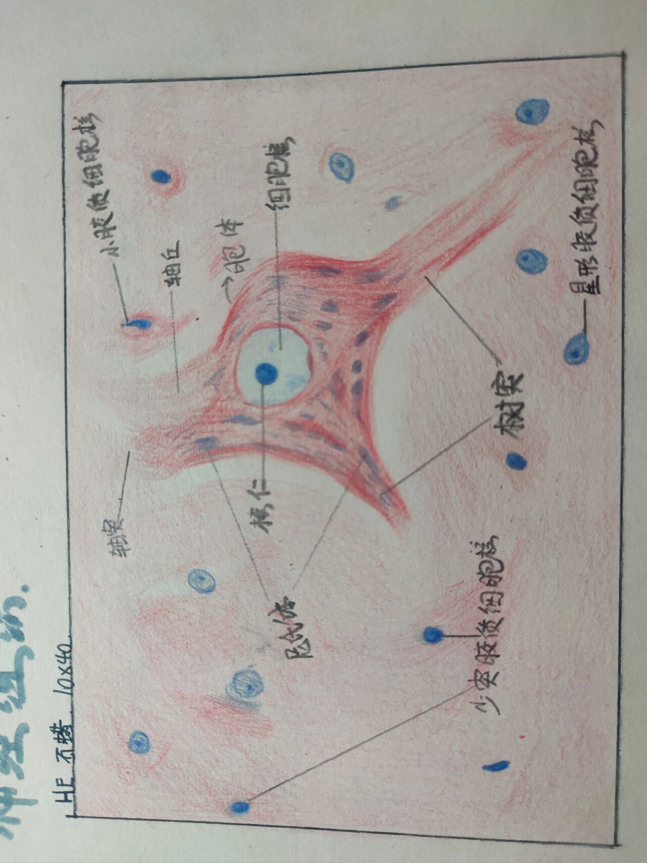 神经细胞结构图手绘图图片