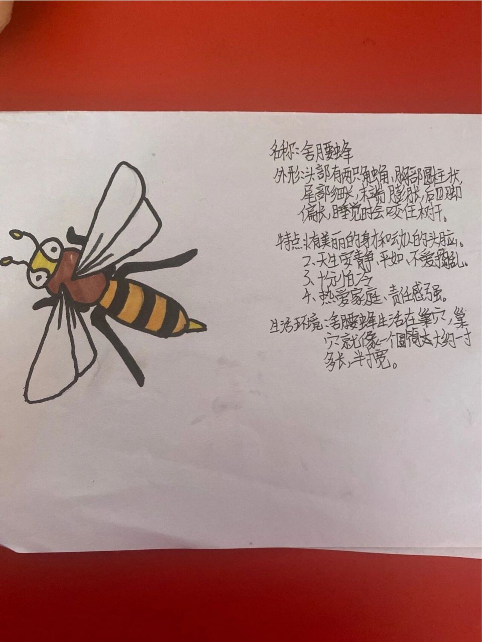 昆虫资料卡小学四年级图片