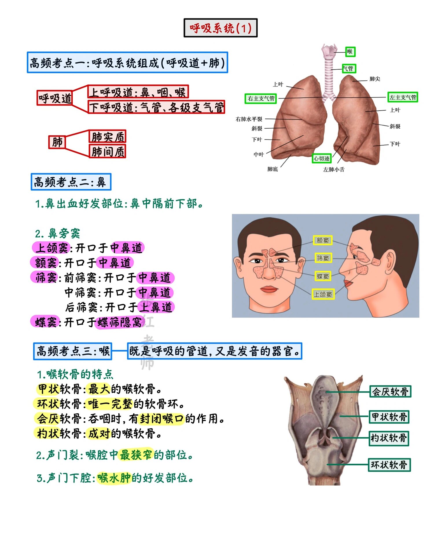 解剖学:呼吸系统