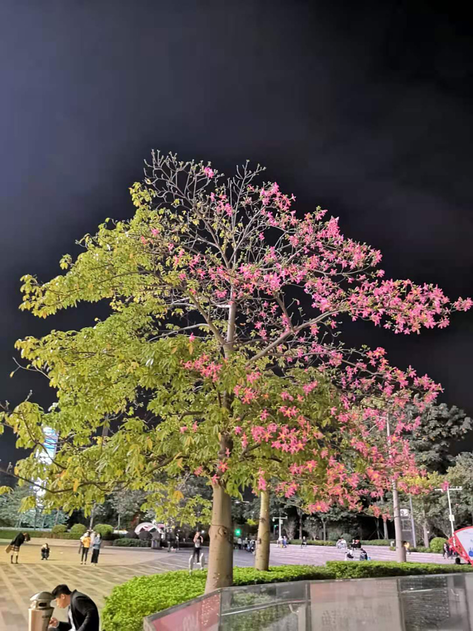 花开半树 花开半树,有点神奇