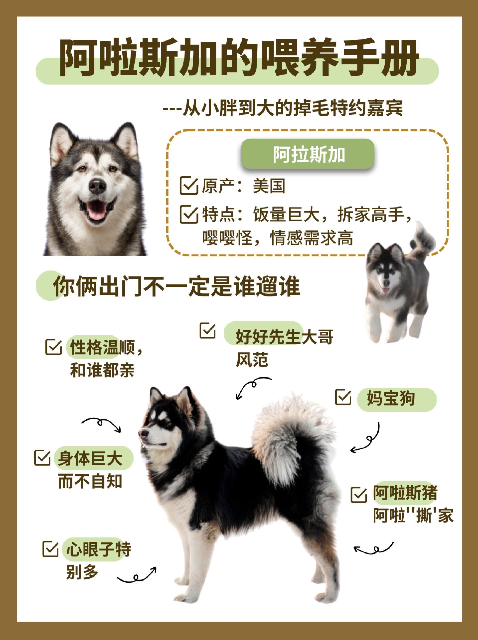 阿拉斯加犬智商图片