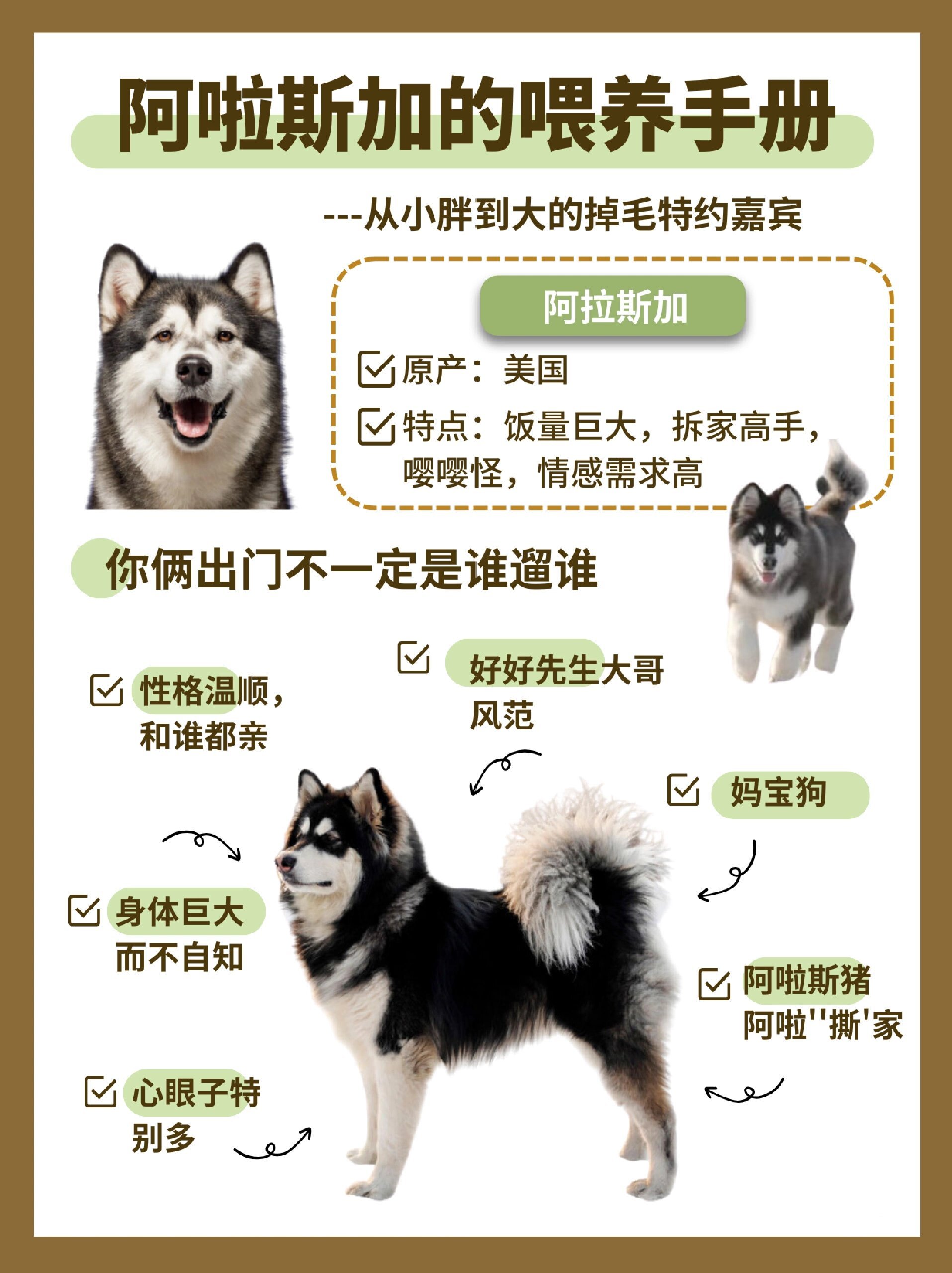 阿拉斯加,真不是人人都能养