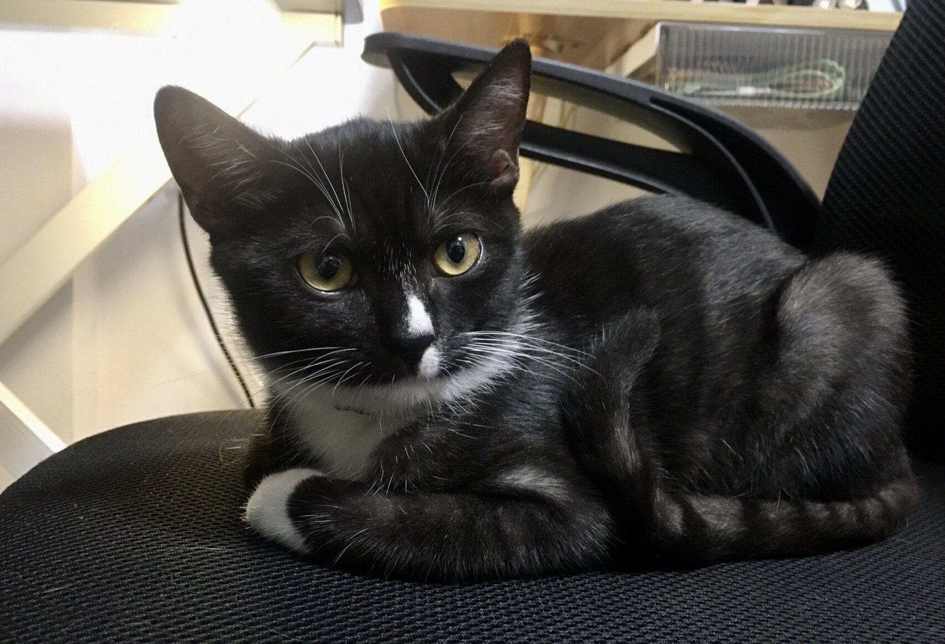 乌云盖雪 白手套大爷 奶牛猫