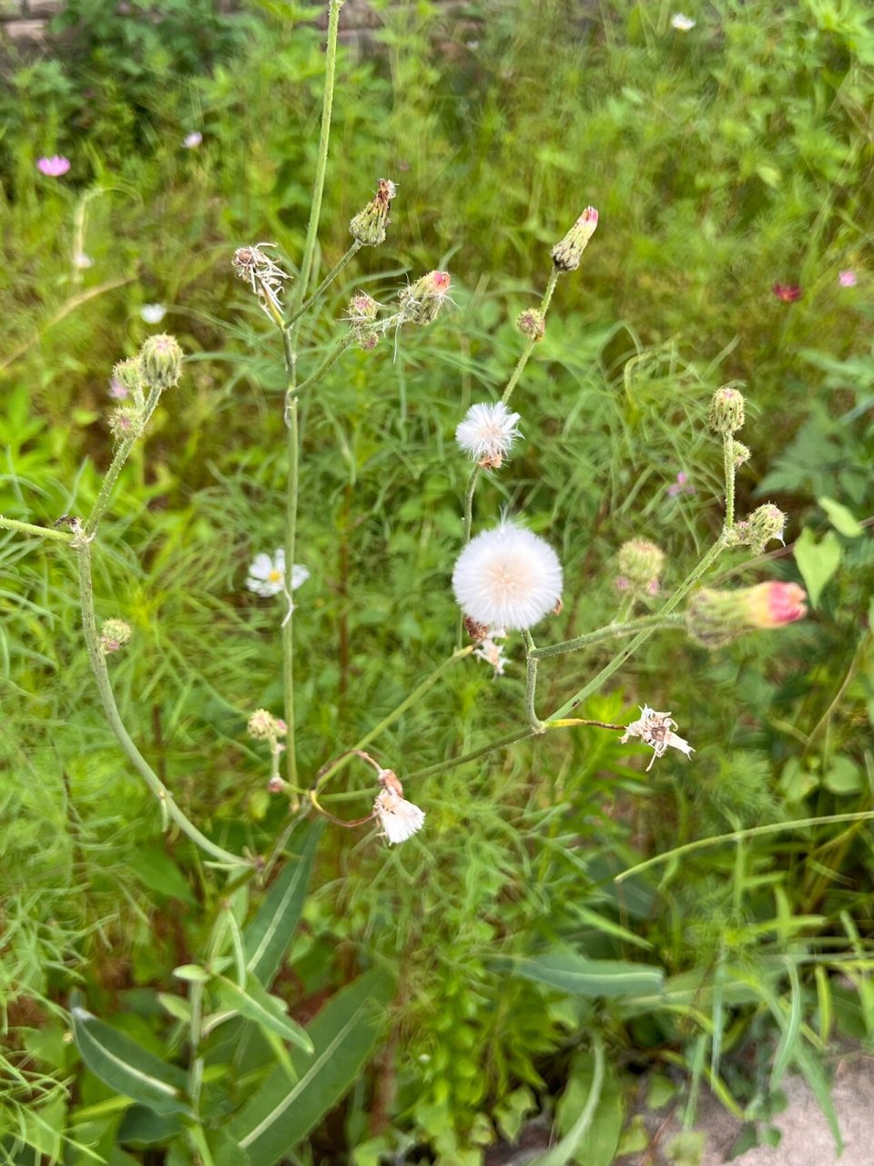 苣荬菜花图片