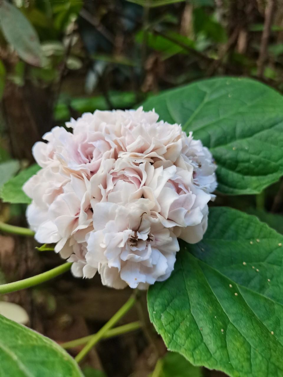 漂亮的臭牡丹花.