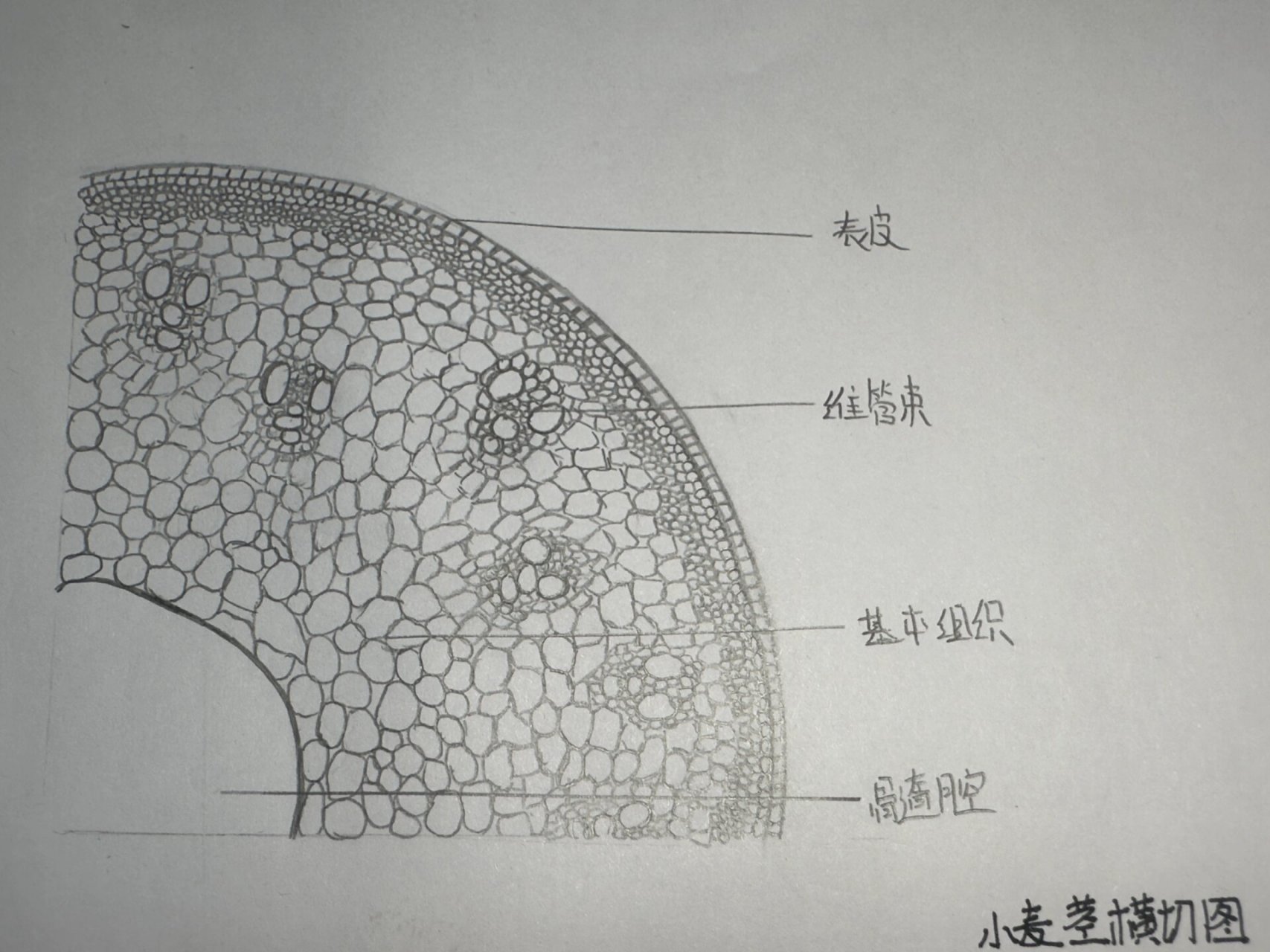 大学存档/植物绘图 啊啊啊啊啊终于画完了 人均画家 76小麦茎横切
