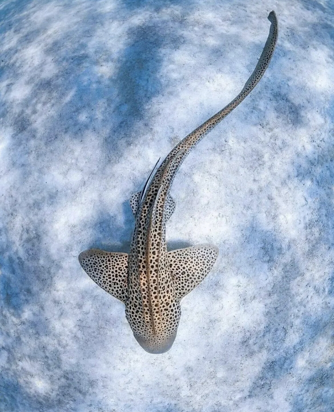 oceansnation 斑马鲨(又名豹鲨)可以通过其独特的斑点图案来辨认