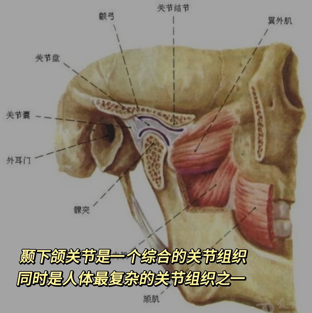 翼下颌韧带图片图片