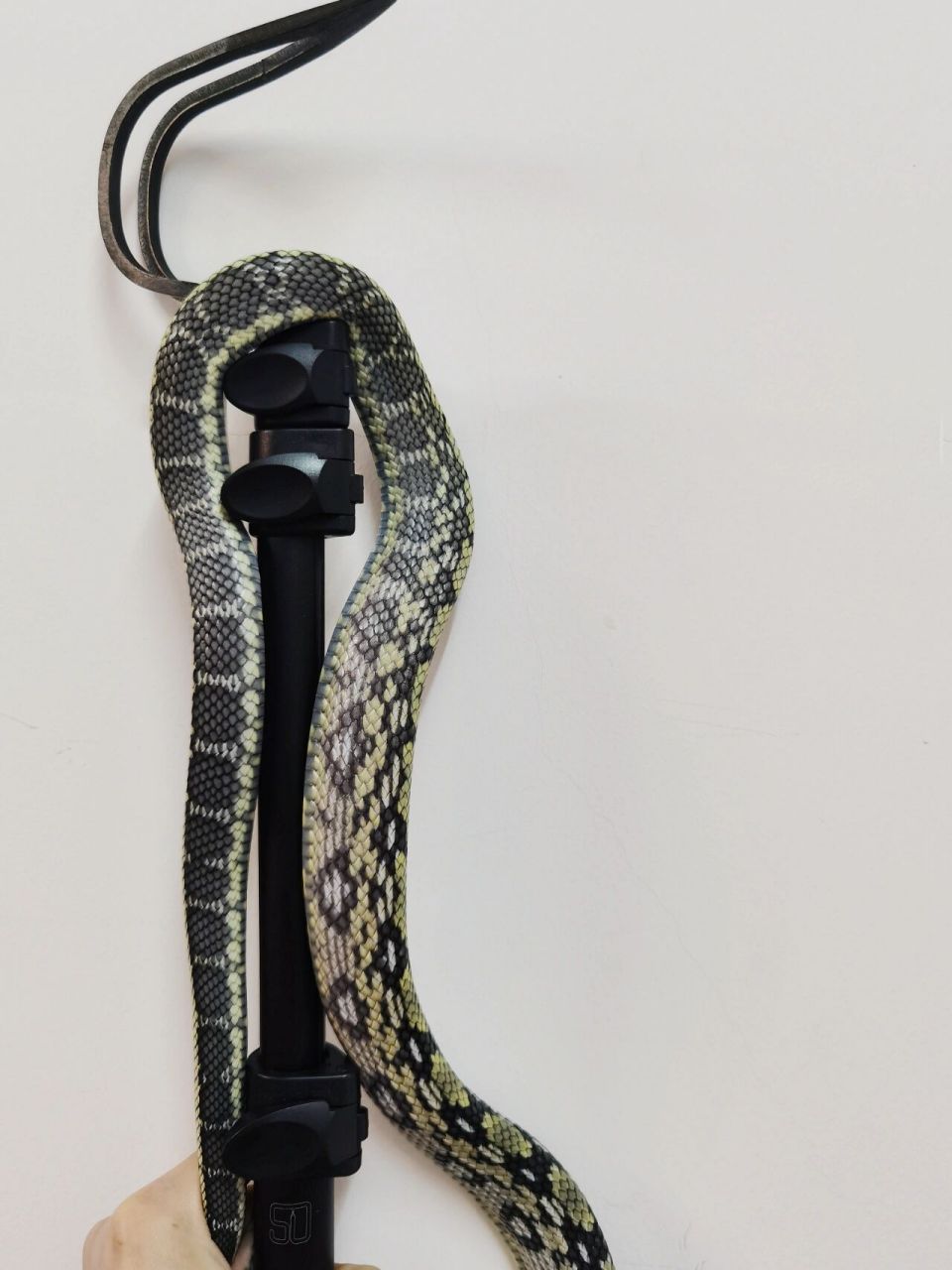 黑眉锦蛇越南亚种 当然,不是所有黑眉都是蓝灰色,当然我想买的确实是