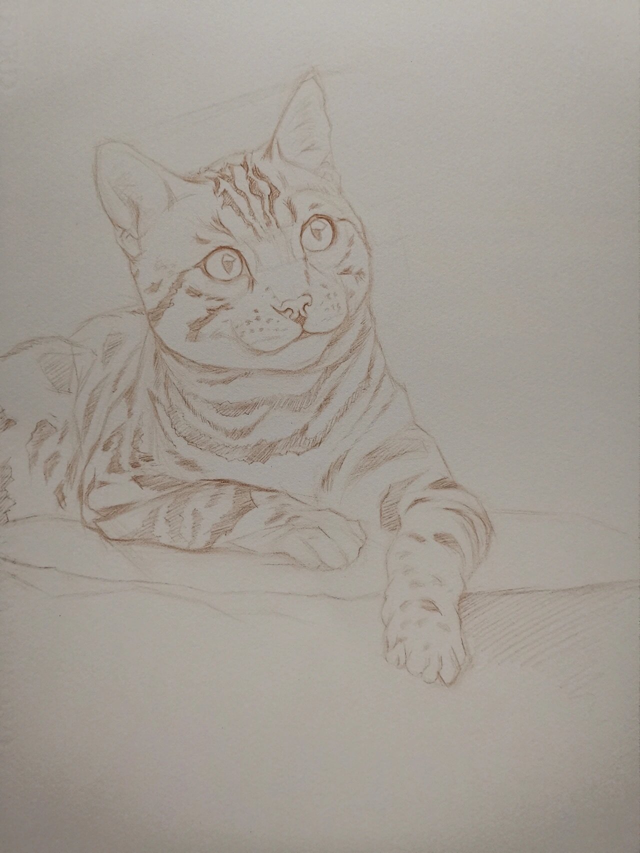 彩铅画《孟加拉豹猫》