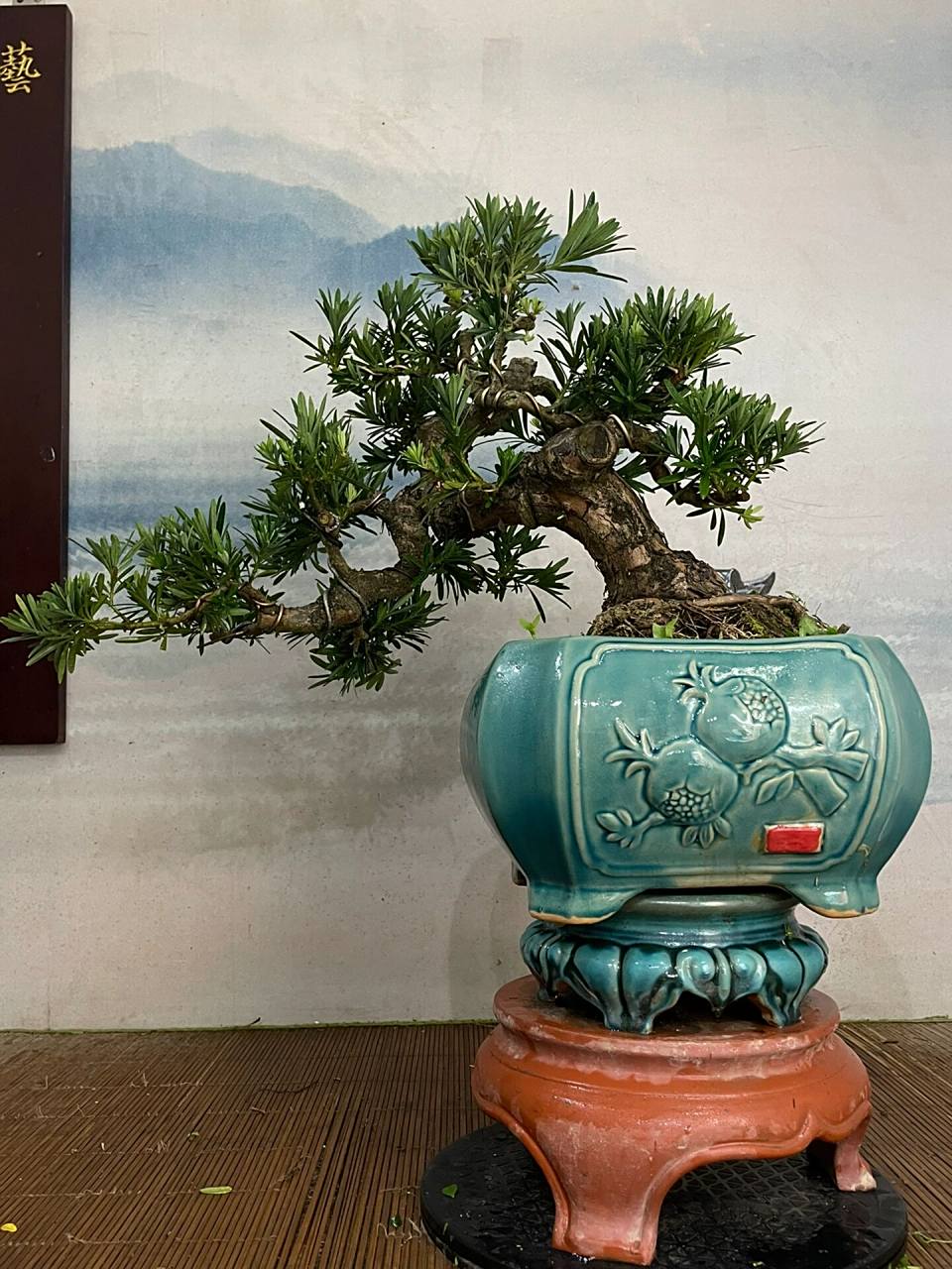 精品造型老桩正宗小叶雀舌罗汉松盆景