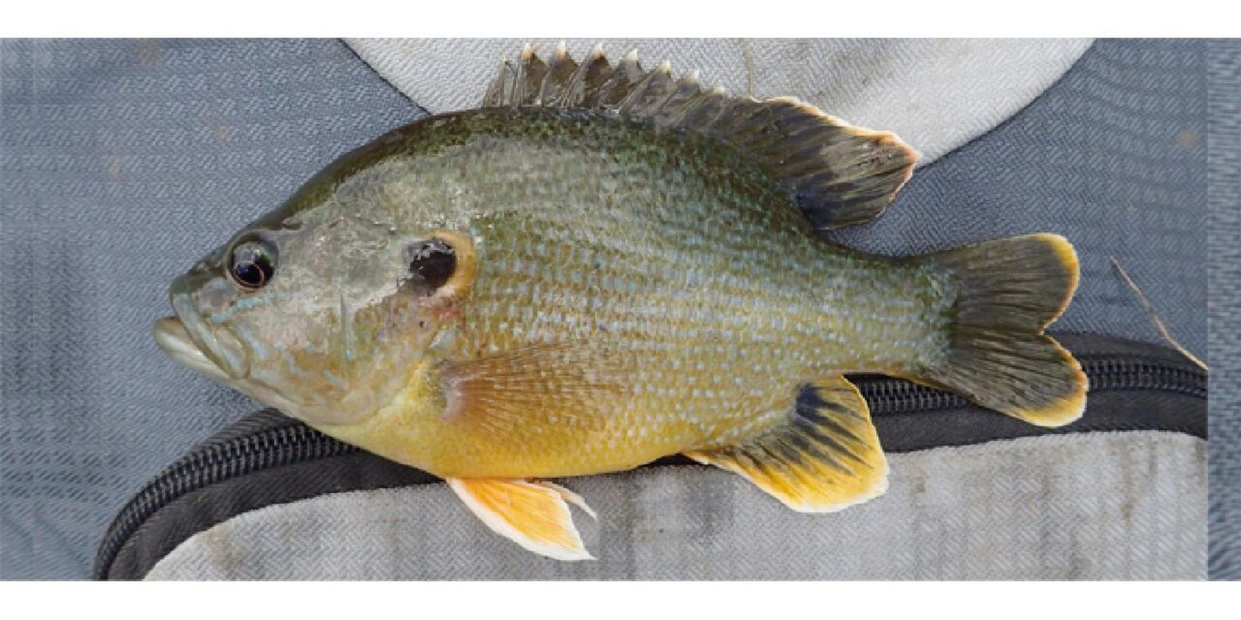 太阳鱼 | 不适宜放生的水生物种 外来种:太阳鱼 ********************