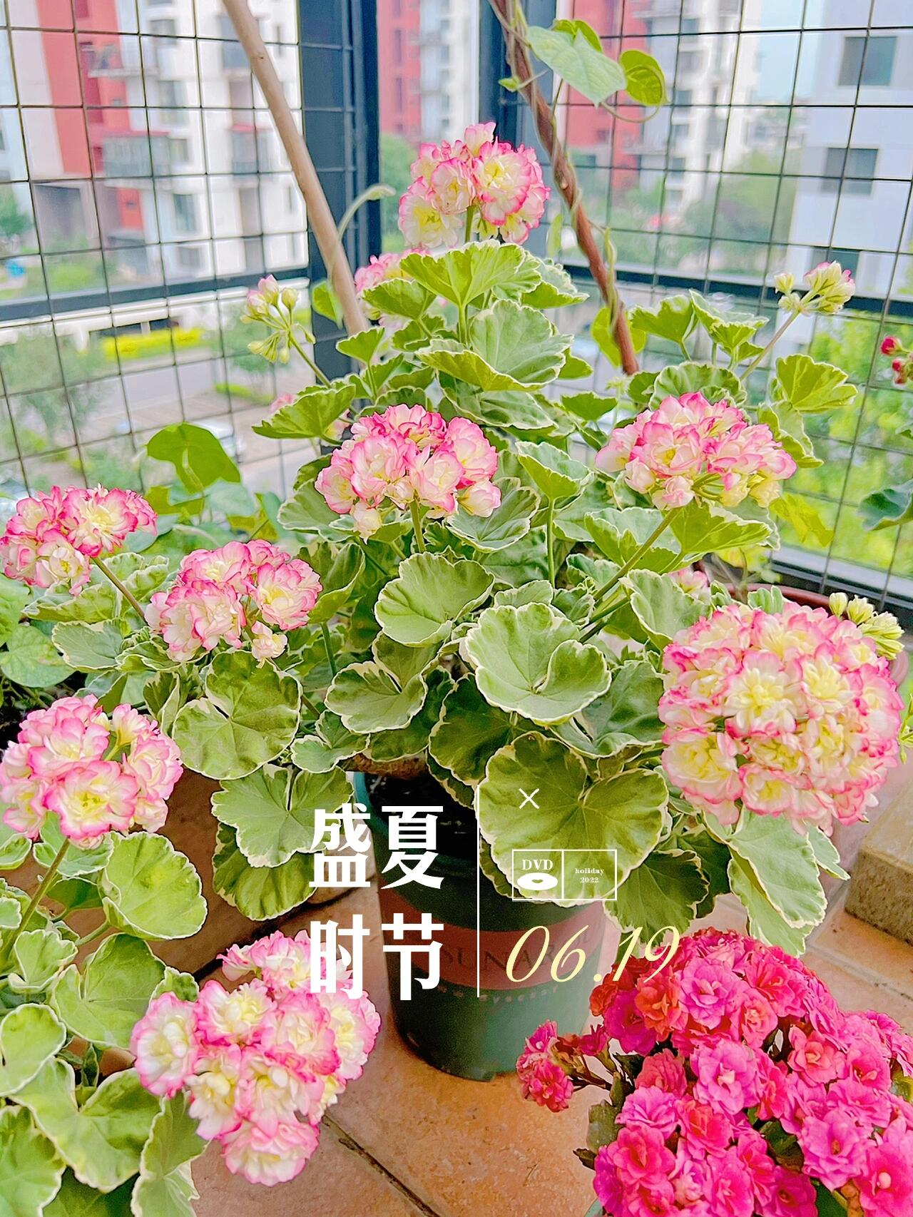 适合盛夏的天竺葵品种,银边苹果碗.