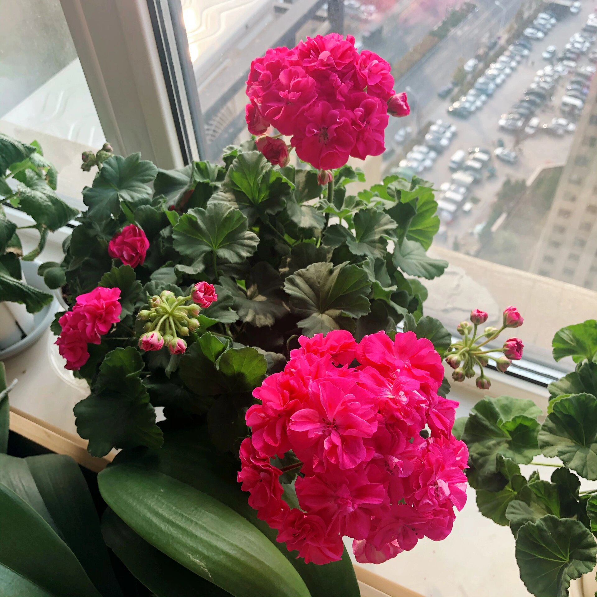 天竺葵罗莎琳达