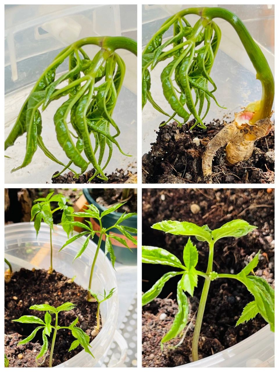 人参苗发芽记录 春暖花开~ 又到了一年一度播撒的季节~ 整理一下阳台