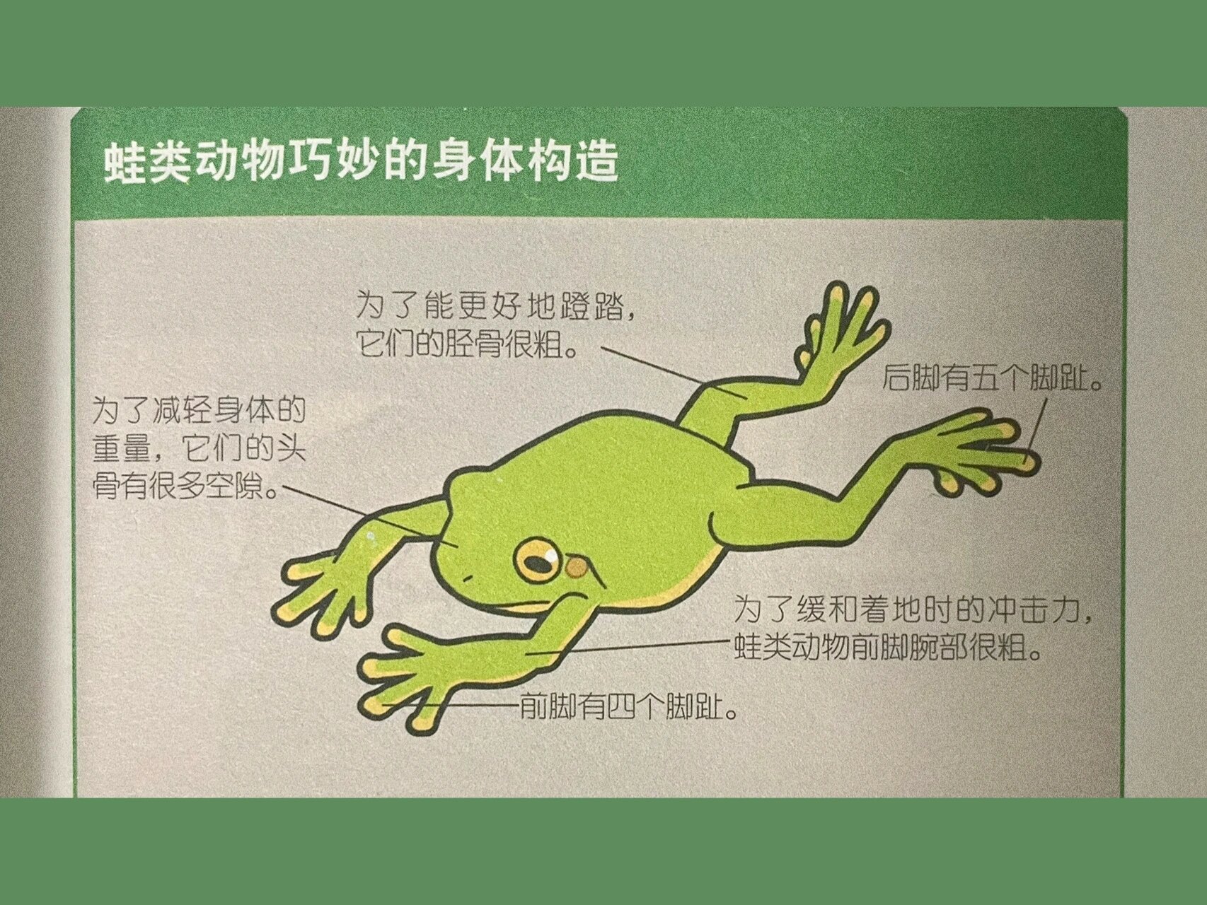 妈妈,你知道青蛙一共有多少根脚趾吗?