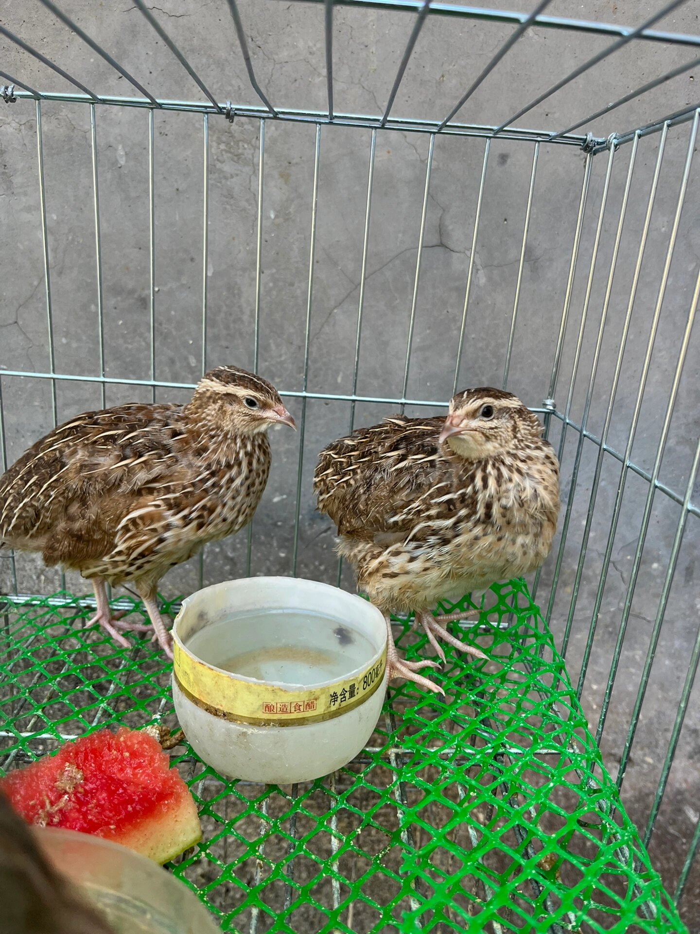 大家帮忙鉴定一下,鹌鹑是公是母?