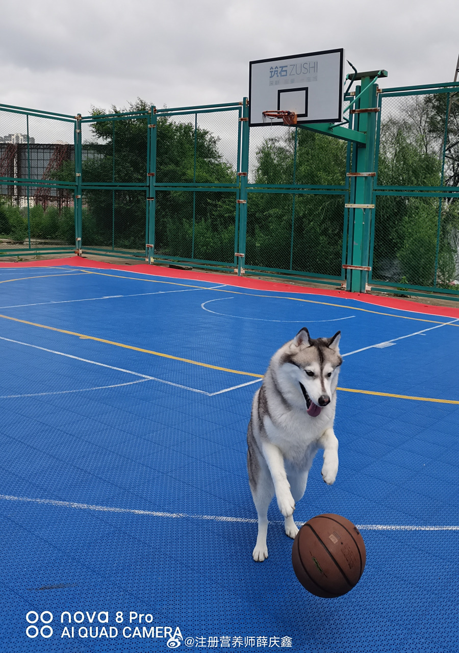 可以申请进篮球队吗?[三哈]  #萌宠##哈士奇##哈士奇