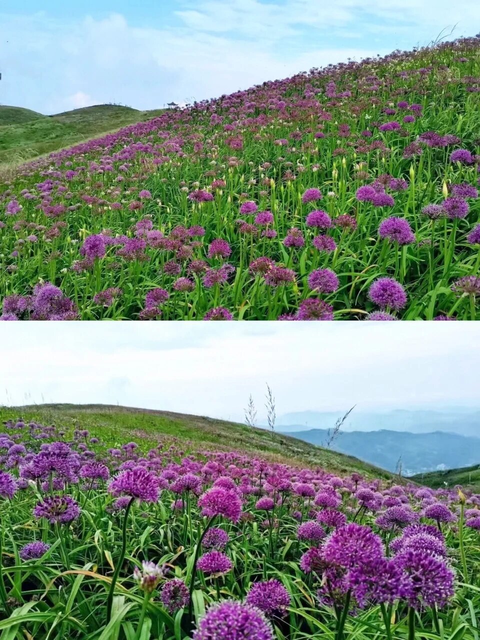 贵州旅游|韭菜坪省7815攻略,亲测无坑 韭菜坪国内版"普罗旺斯"