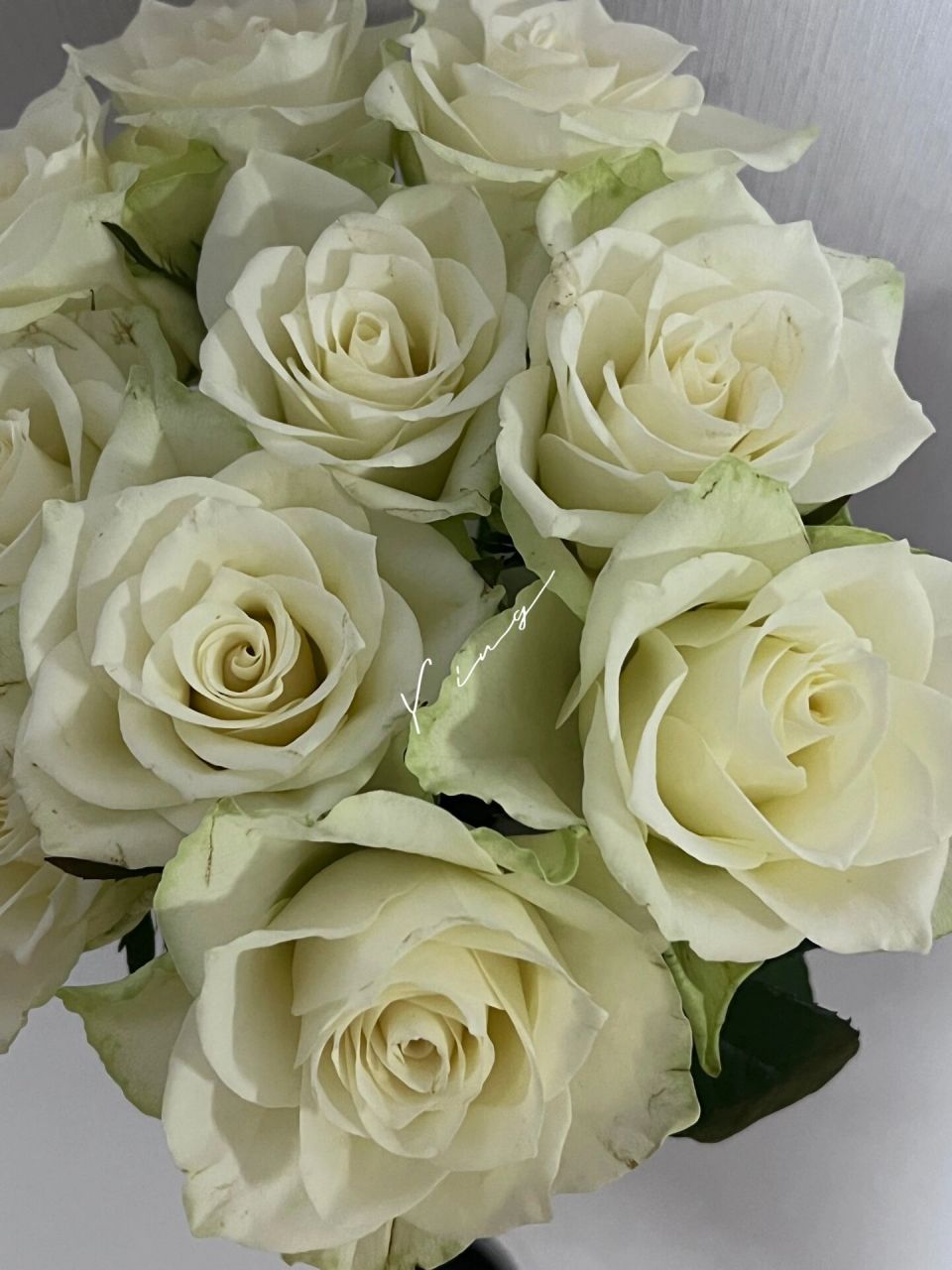 玫瑰|雅典娜 方德雅典娜,有刺无香味.白色系.