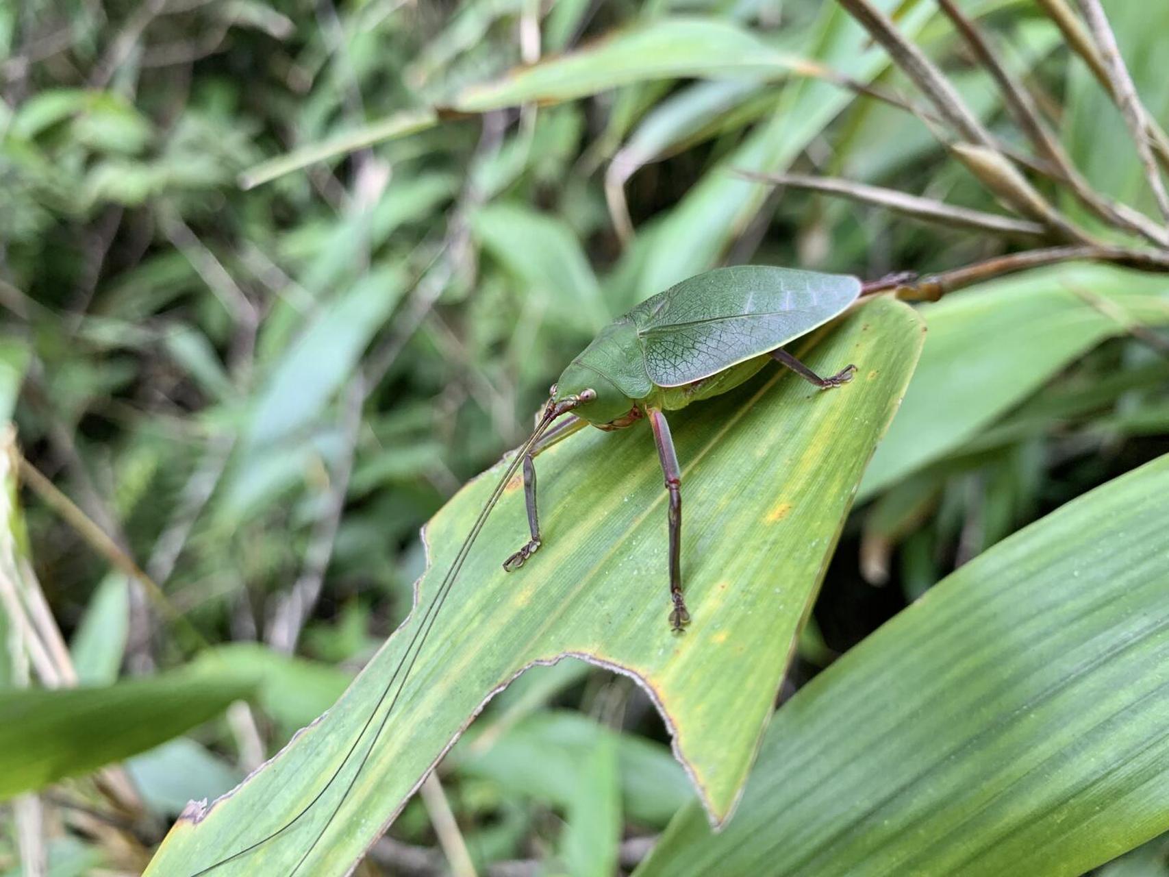 绿绿的似织螽和其他奇特的虫虫[害羞]#昆虫世界# #螽斯# #大自然# #这